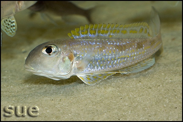 Xenotilapia singularis 'Utinta'